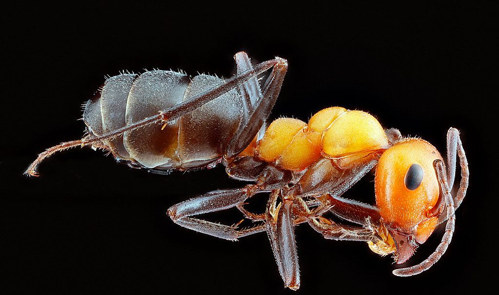 Ant Control service in Wilmington, DE