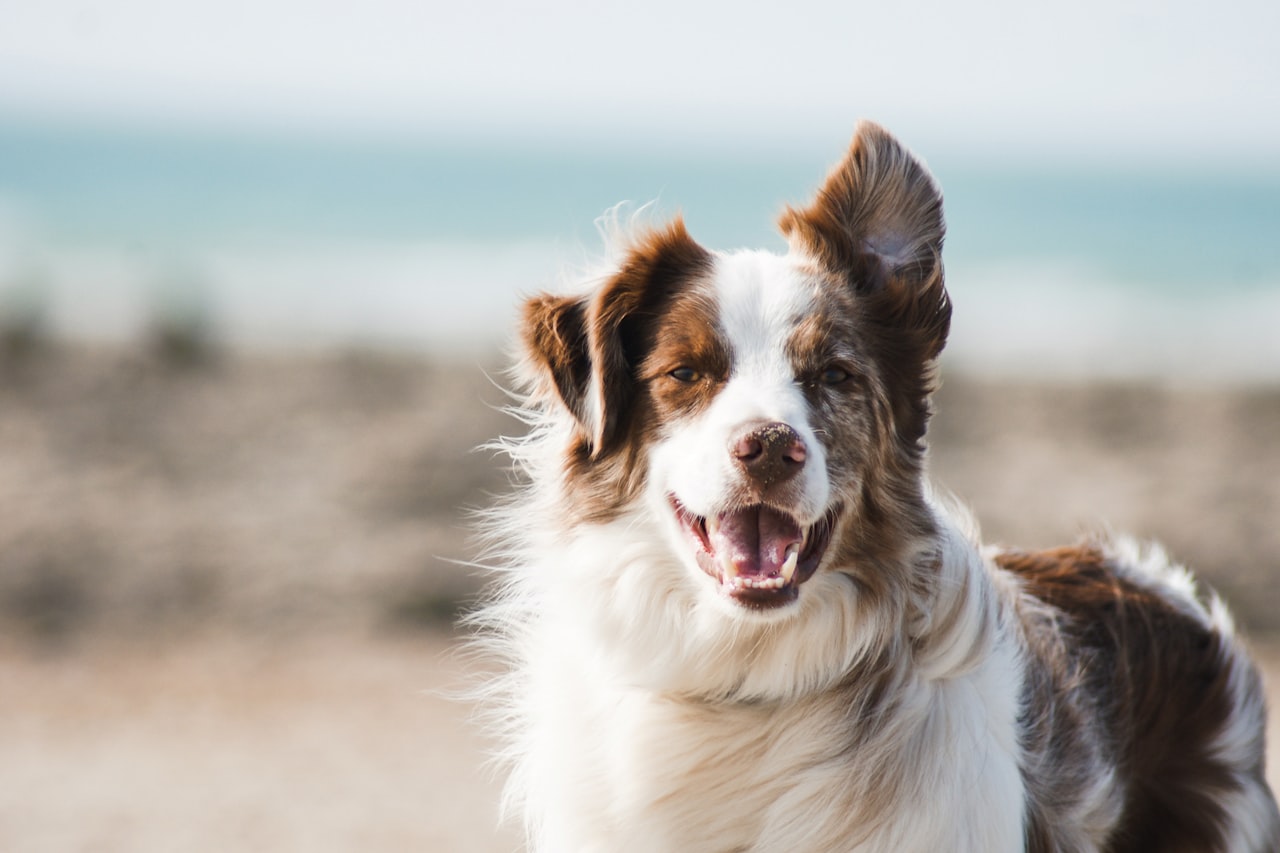 Flea & Tick Control service in Wilmington, DE