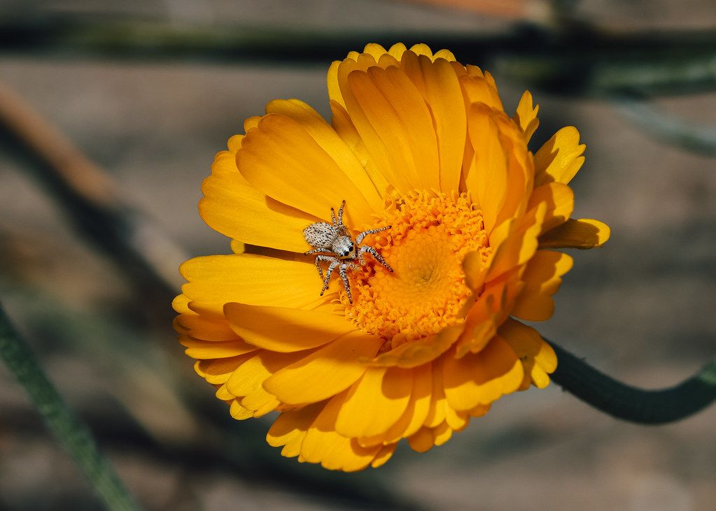 Spider Control service in Wilmington, DE